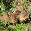 野生の狸さんです　７