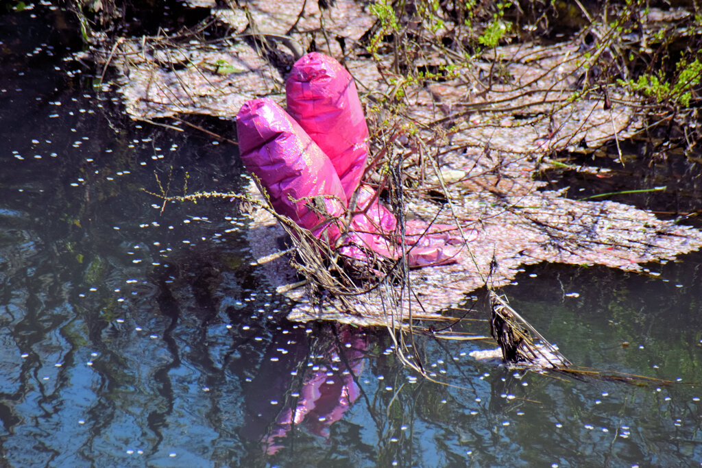 花筏(ハナイカダ）と謎の物体