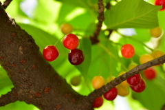 河津桜の実　７