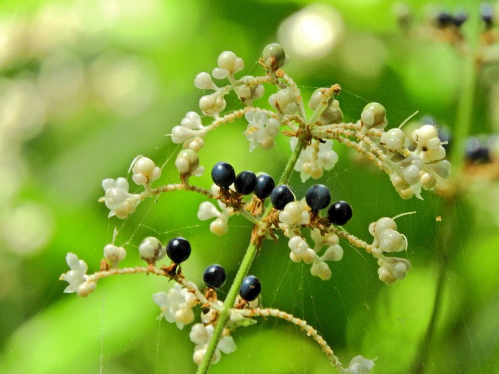 藪茗荷　花と実　１