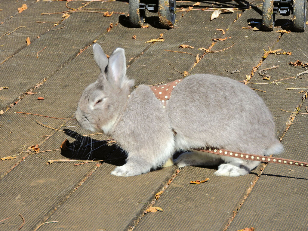ウサちゃんの￣(=∵=)￣~-----σ(^◇^;)... お散歩５