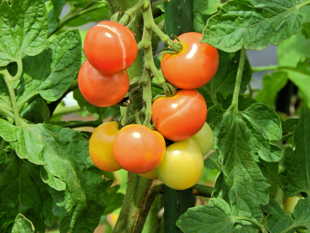 レンタル農園でミニトマト　３