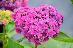 私の♡を探して・・・紫陽花編　６