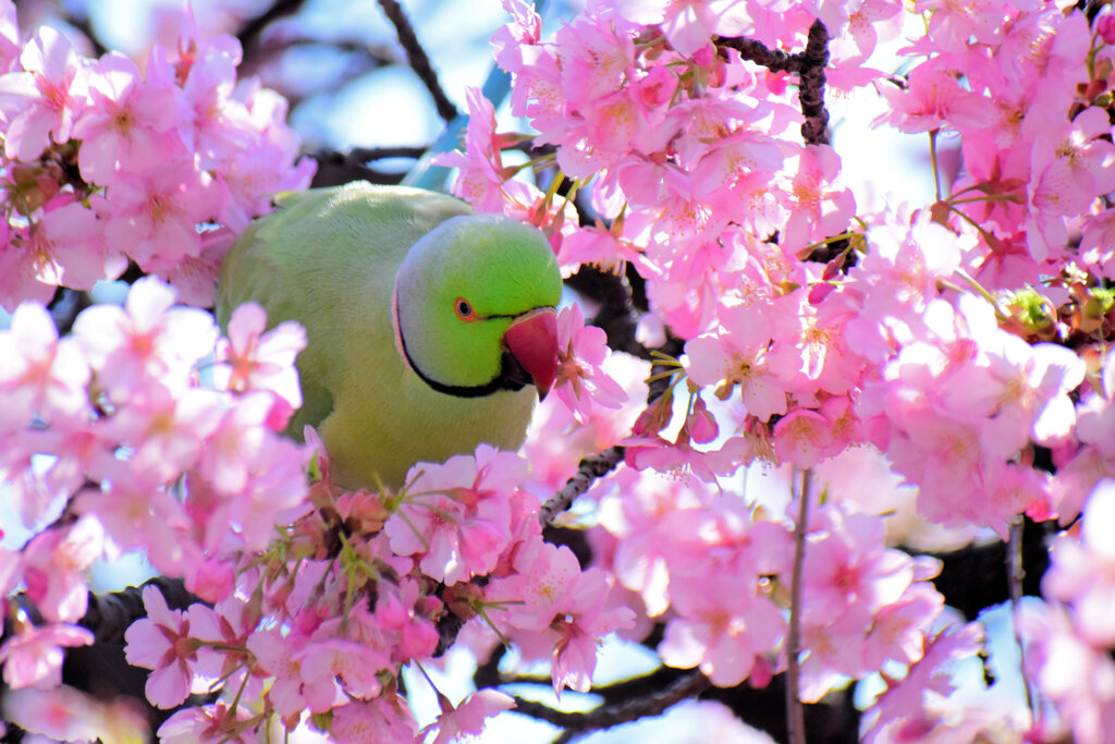 ワカケホンセイインコ（輪掛本青鸚哥）１４