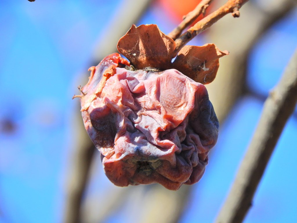 熟柿から婆柿へ・・・(￣◇￣;)　８