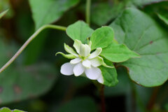 八重毒痛み（やえどくだみ）２