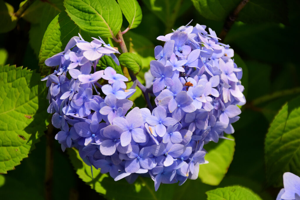 紫陽花　♡　ハートクラブ１