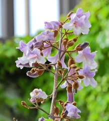 これっきり これっきり...♪　桐の花　４