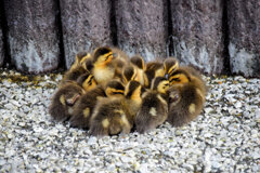 3月9日生まれのｶﾙｶﾞﾓの雛ちゃん12羽・雛ダンゴ６