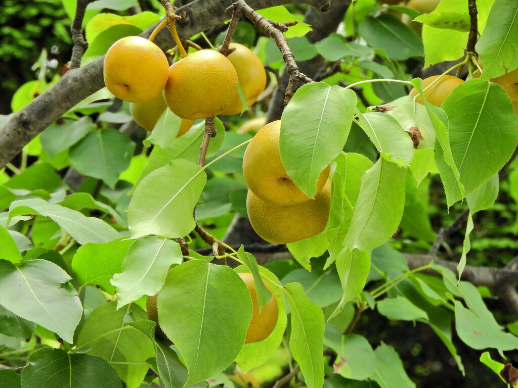 ニホンヤマナシ（日本山梨）の実　２