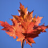 カエデの紅葉　４