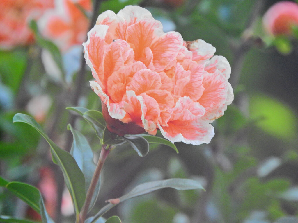 八重咲き石榴の花　４