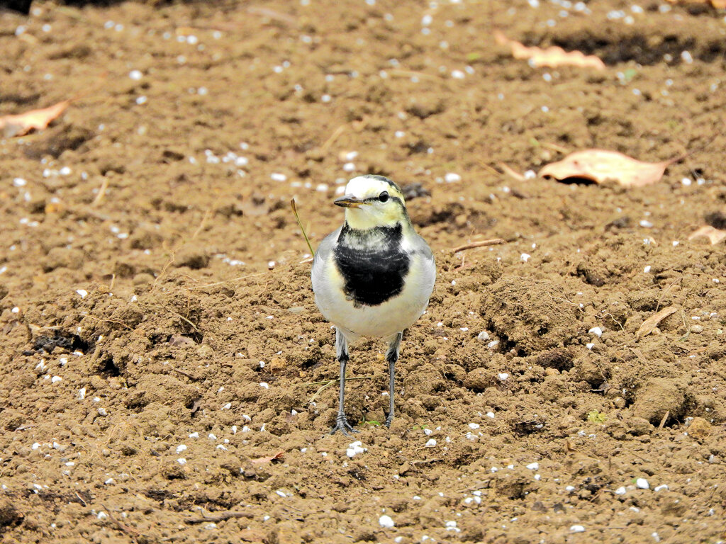 ハクセキレイの幼鳥　３