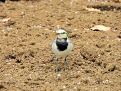 ハクセキレイの幼鳥　３