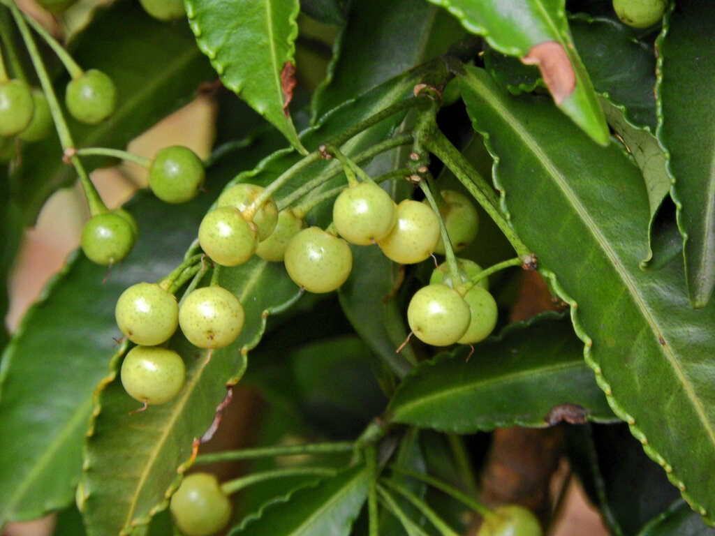 「白実の万両」の実 （しろみのまんりょう）１