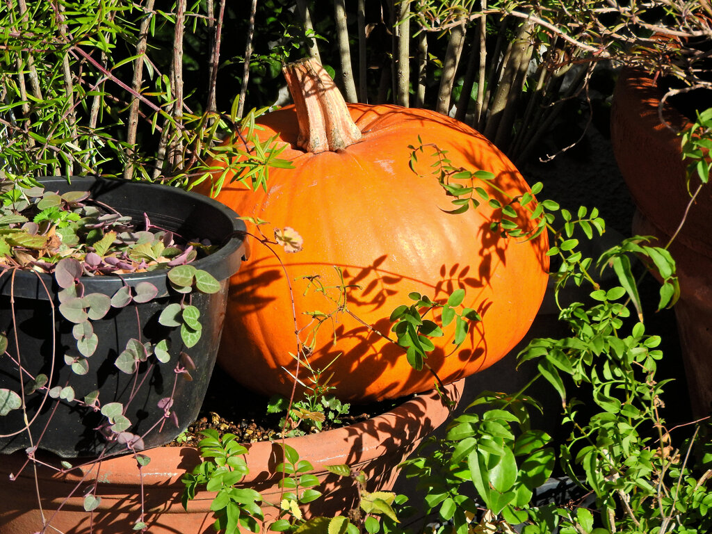 ハロウィンで売れ残った南瓜　３