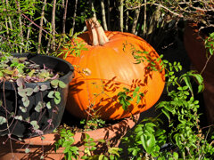 ハロウィンで売れ残った南瓜　３