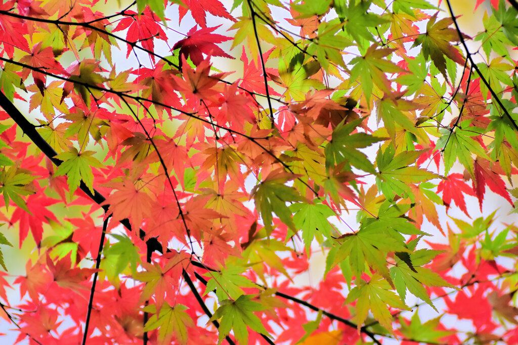 年末の大掃除・・綺麗だったなぁ～　紅葉　５
