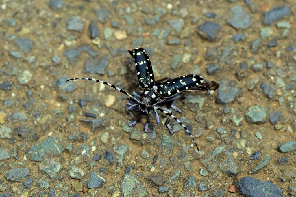 ゴマダラカミキリ 　甲虫目　カブトムシ亜目　カミキリムシ科　フトカミキリ亜科　８