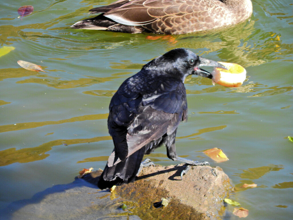 貰ったパンを咥えるカラス　１
