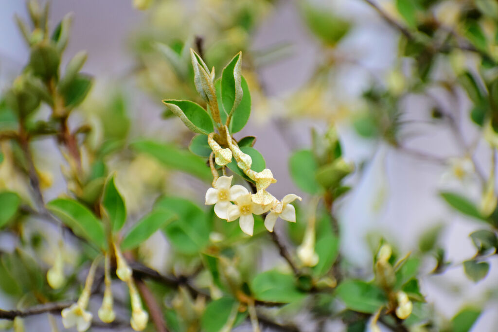 夏茱萸 （なつぐみ）の花　２