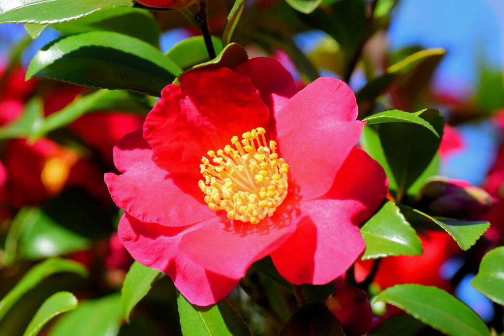 山茶花　２