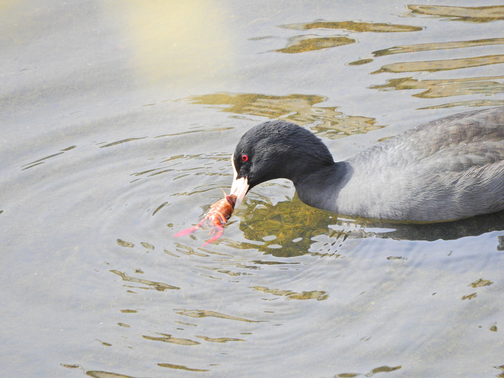 矢上川でマガモさん持て余したザリガニを食べるオオバン４