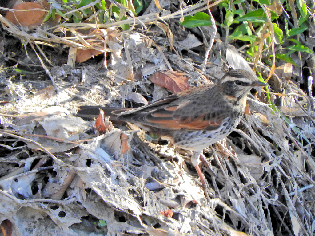 矢上川で　ツグミん♪　１０