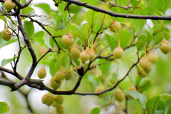 エゴノキ　萵苣の木　（ちしゃのき）　実　１