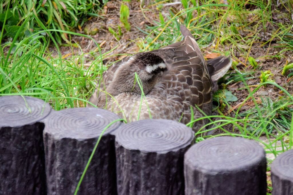 はなてふ　さん  ママは丘で(∪。∪)。。。zzzZZ