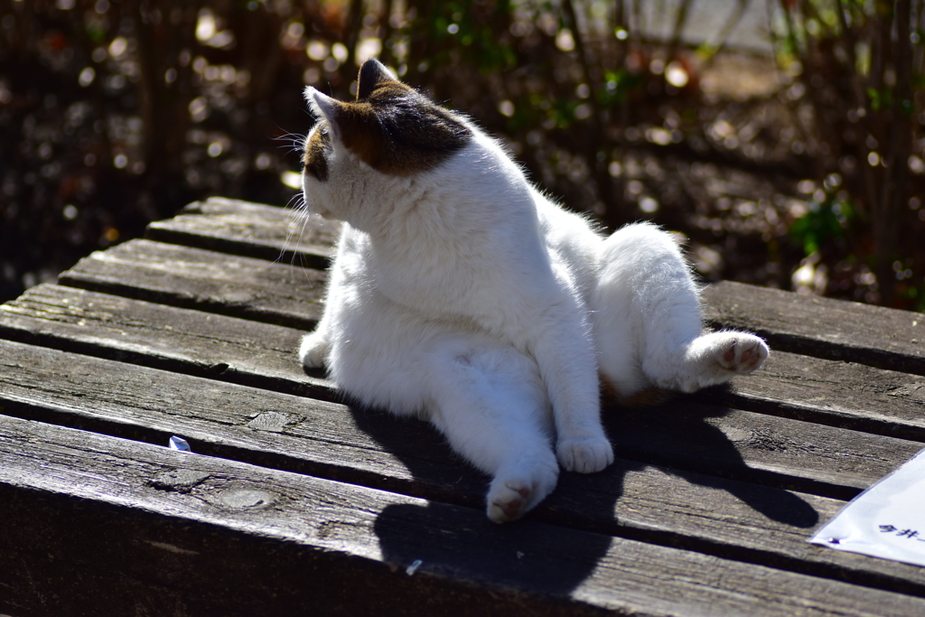 昨晩投稿した肉球の持ち猫　１