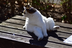 昨晩投稿した肉球の持ち猫　１