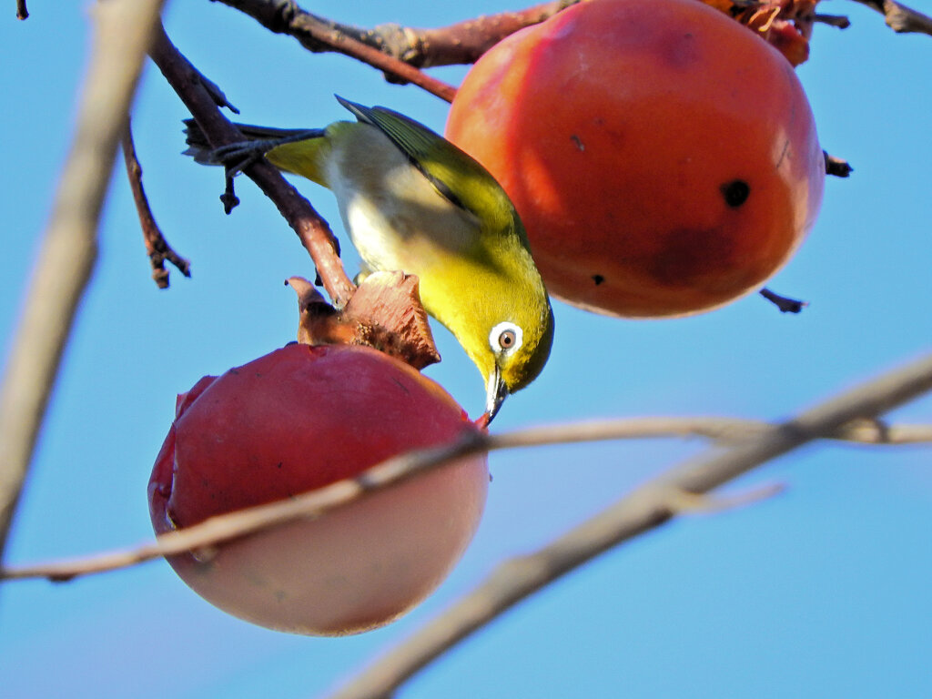 メジロさんは熟柿に夢中　５