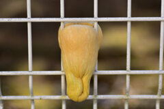 畑から逃げようとして柵に挟まったままのバターナッツ南瓜２