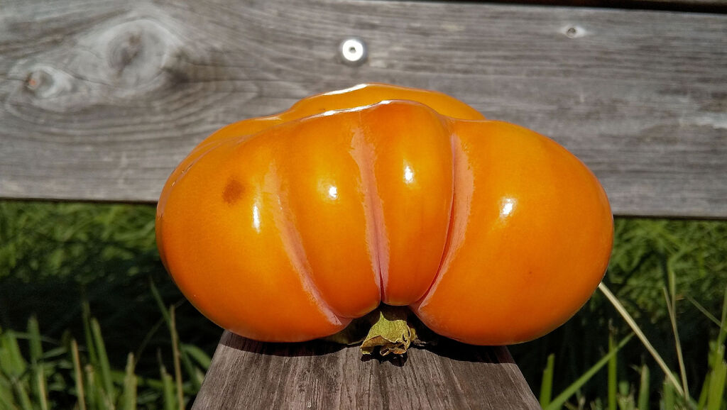 Halloween終わったと思ったら・・こんなの貰った　１