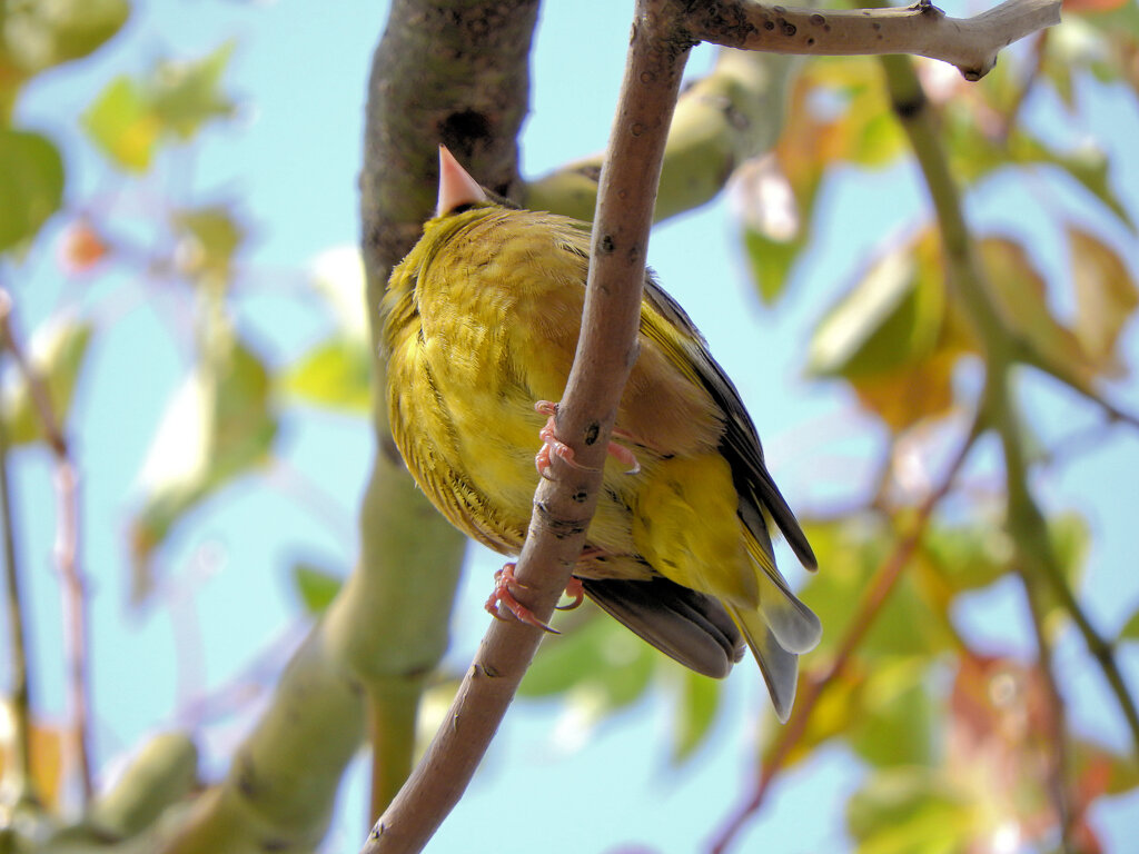 近所で囀りに見上げると　カワラヒワ　７