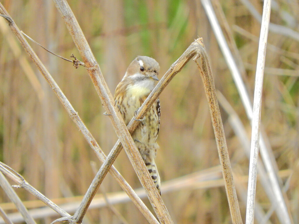 本日出合った　コゲラ　２