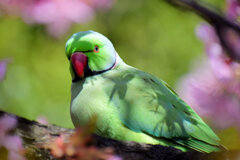 ワカケホンセイインコ（輪掛本青鸚哥）５