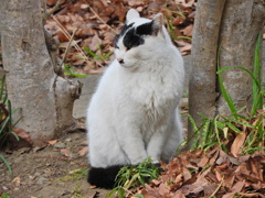 ご飯まだかにゃぁ～ん(=^☻ω☻^=)・・待ち人来ず・・４