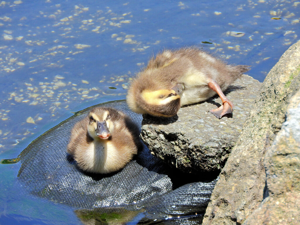 カルガモさん　３