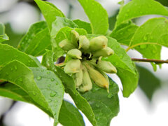 エゴノキの枝先に「猫の肉球」１