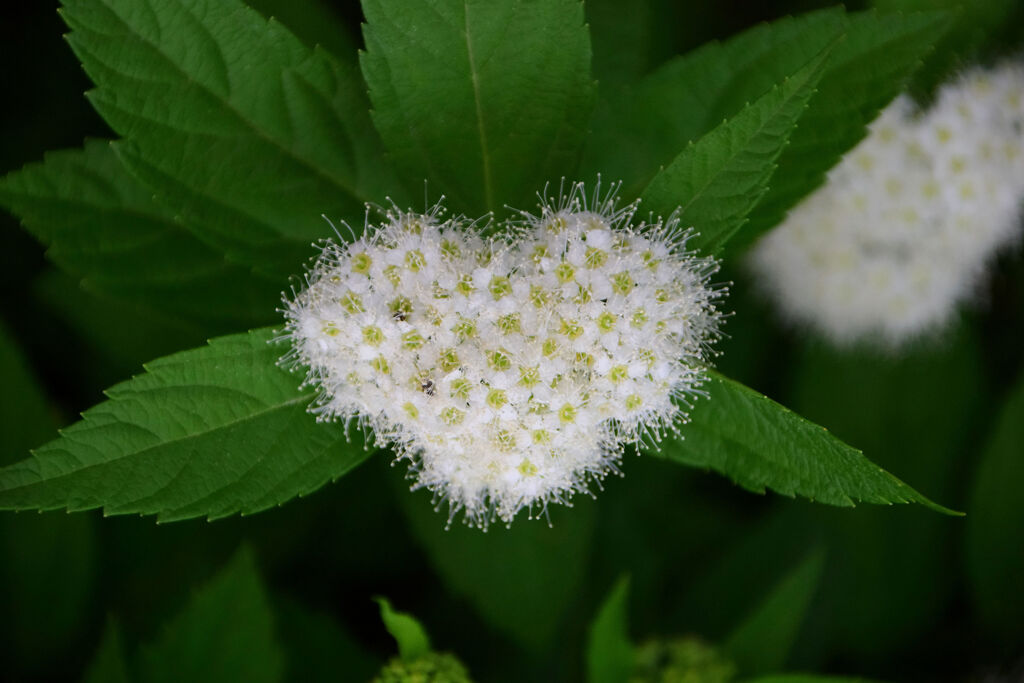 下野 （しもつけ）   (Japanese spiraea)　♡