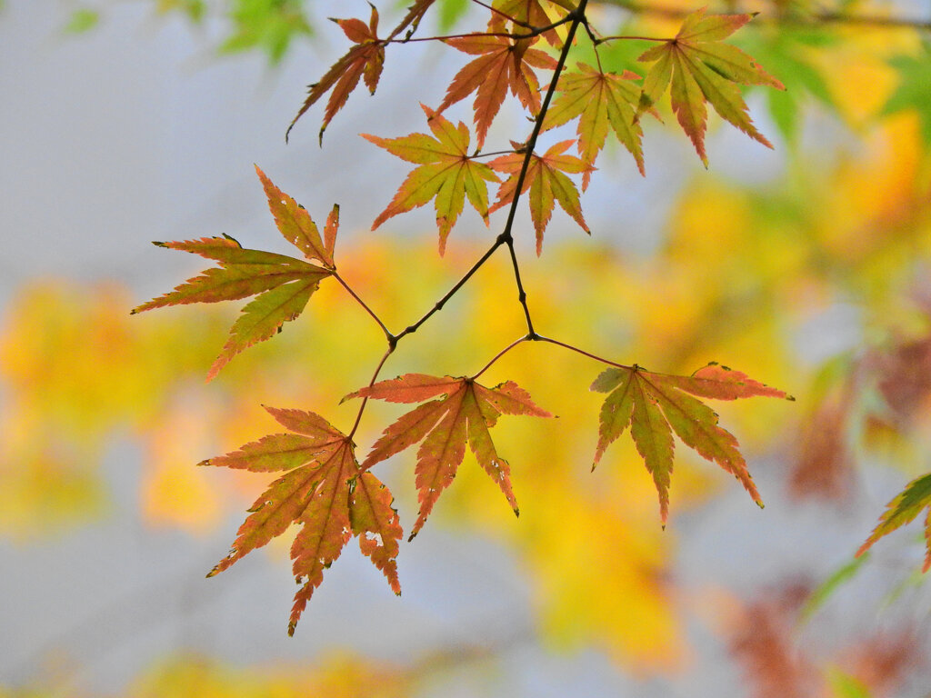 等々力緑地公園の紅葉が色付き始めました　２