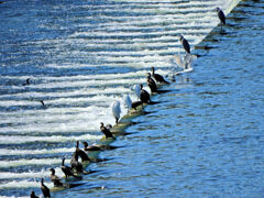 堰で獲物を待つ　川鵜や青鷺など・・・１
