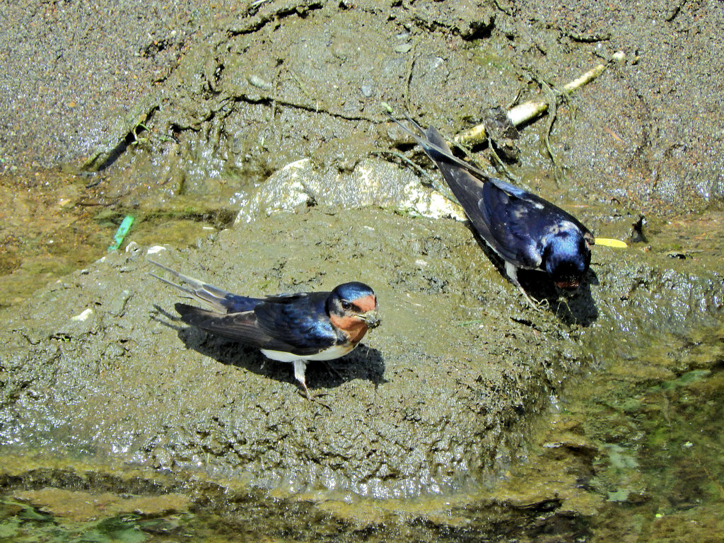 燕さんがお家の建築資材を調達中！　２