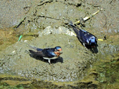 燕さんがお家の建築資材を調達中！　２