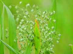 姫小判草 （ひめこばんそう）   鈴茅、鈴萱（すずがや）２