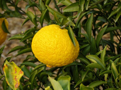 この柑橘類のお名前は？　4/4