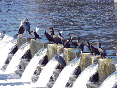 堰で獲物を待つ　川鵜や青鷺など・・・９