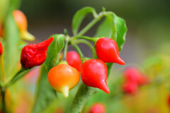 観賞用ピーマン『雫』３